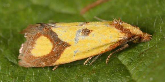 Image of Sulfur knapweed root moth