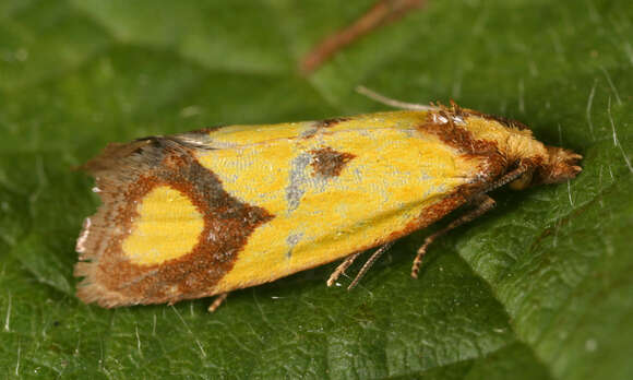 Image of Sulfur knapweed root moth