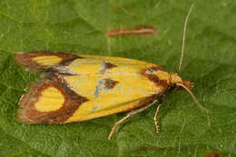 Image of Sulfur knapweed root moth