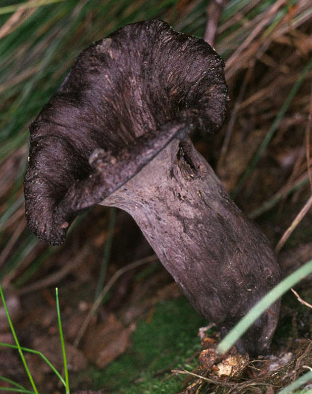 Image of horn of plenty