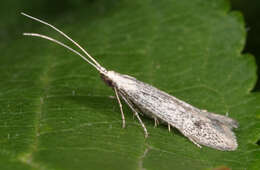 Image of grey fruit-tree case moth