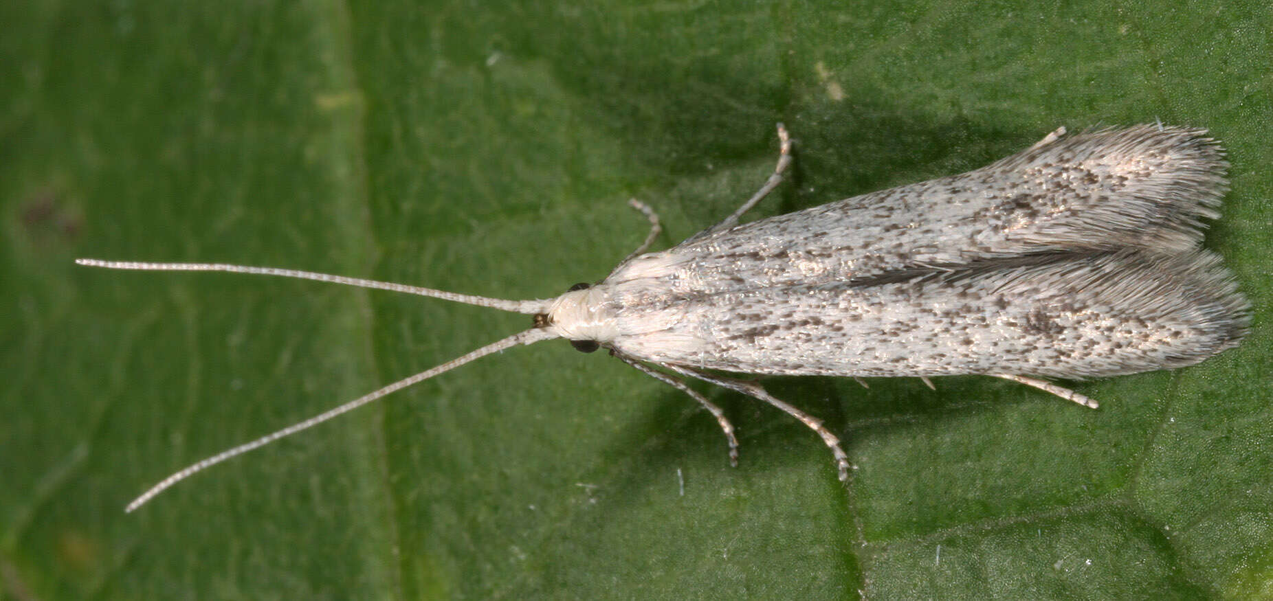 Image of grey fruit-tree case moth