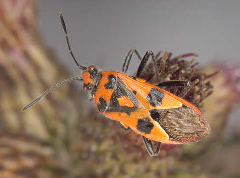 Image of black & red squash bug