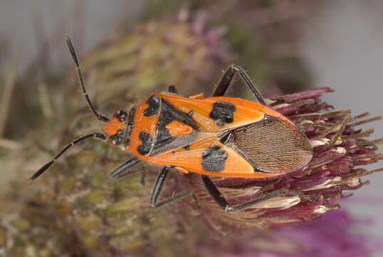 Image of black & red squash bug