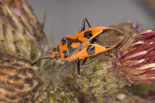 Image of black & red squash bug