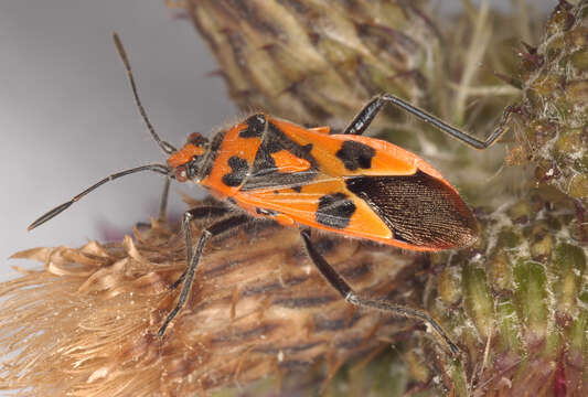 Corizus hyoscyami (Linnaeus 1758)的圖片