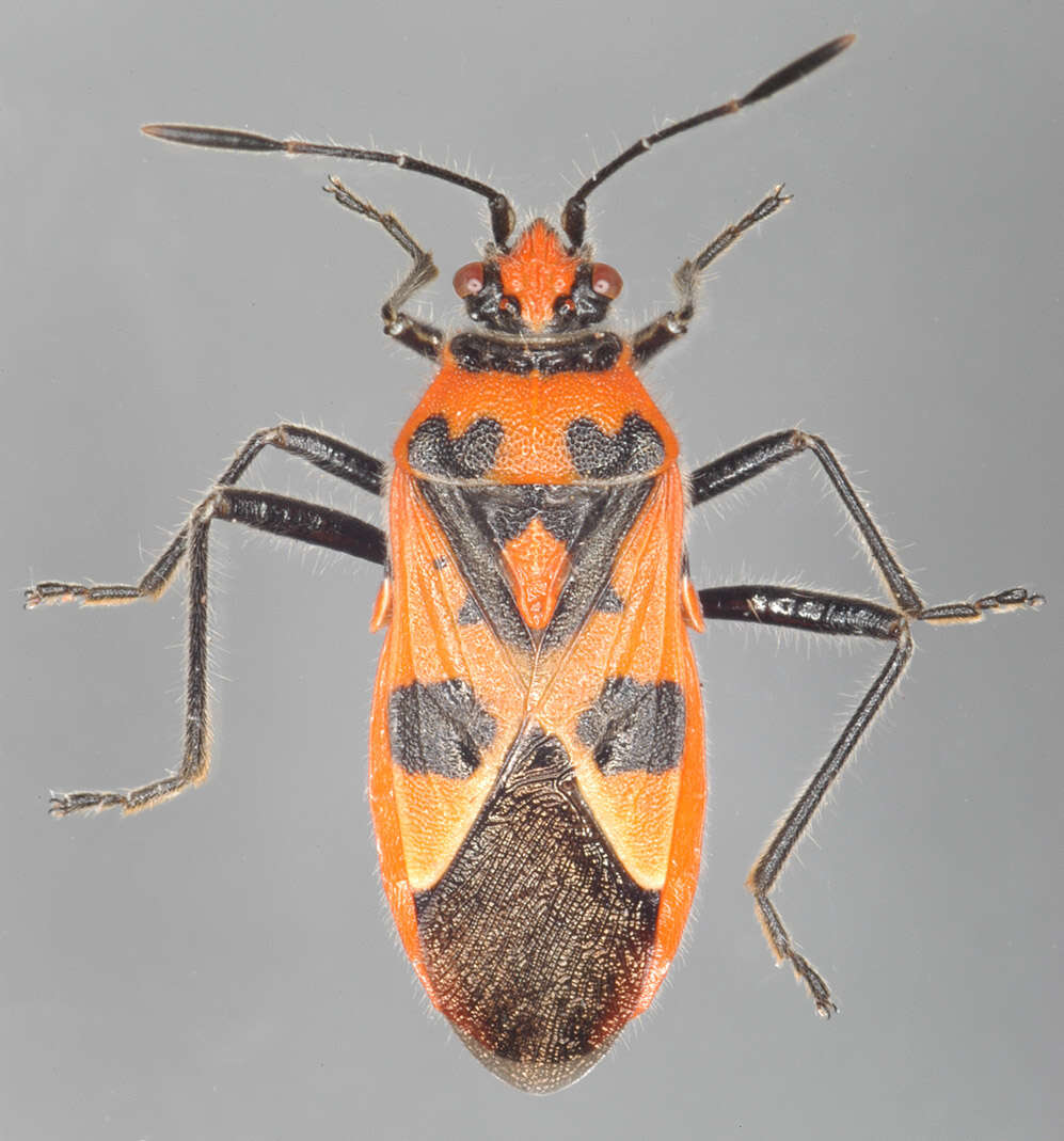 Image of black & red squash bug