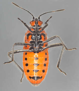 Image of black & red squash bug