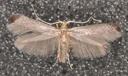 Image of Coleophora coracipennella Hübner