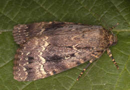 Image of copper underwing