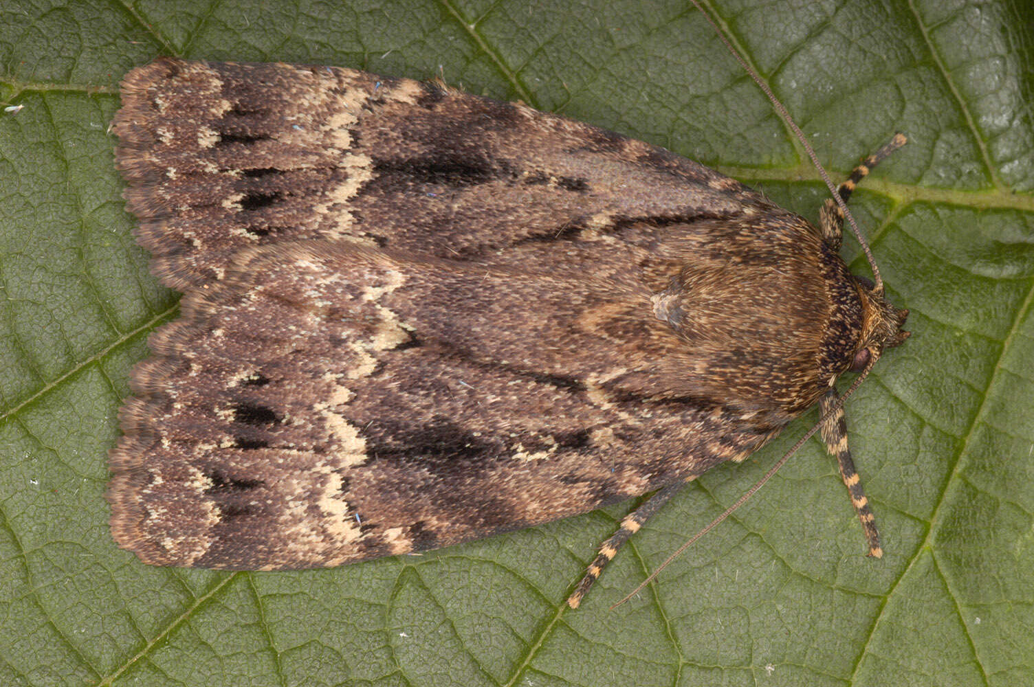 Image of copper underwing