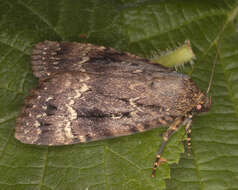 Image of copper underwing