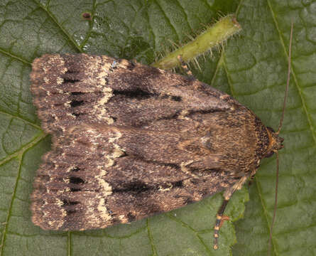 Image of copper underwing