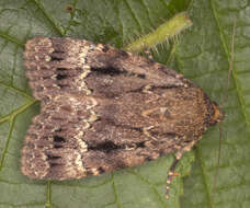 Image of copper underwing