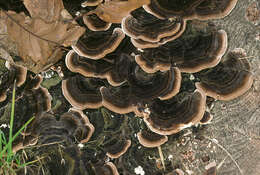 Image of Turkey Tail