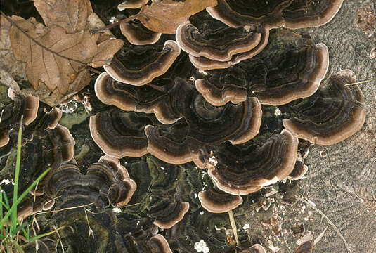 Image of Turkey Tail