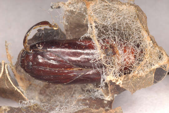 Image of copper underwing