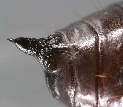 Image of copper underwing