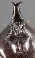 Image of copper underwing