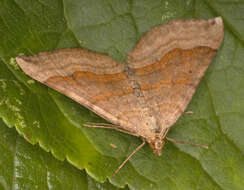 Scotopteryx chenopodiata Linnaeus 1758 resmi