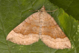 Scotopteryx chenopodiata Linnaeus 1758 resmi