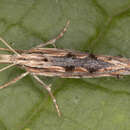 Image of Ypsolopha scabrella