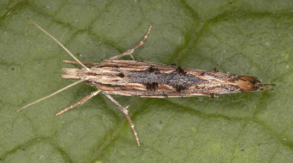 Image of Ypsolopha scabrella