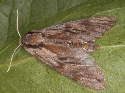 Image of Pine hawkmoth