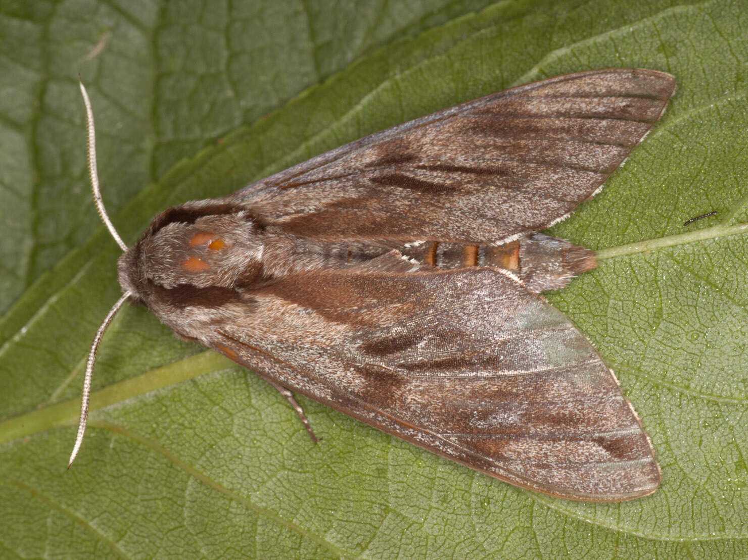 Image of Pine hawkmoth