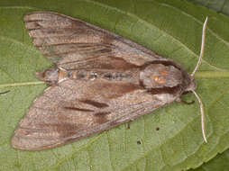 Image of Pine hawkmoth