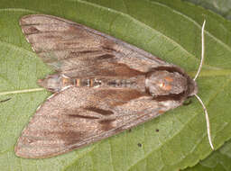 Image of Pine hawkmoth