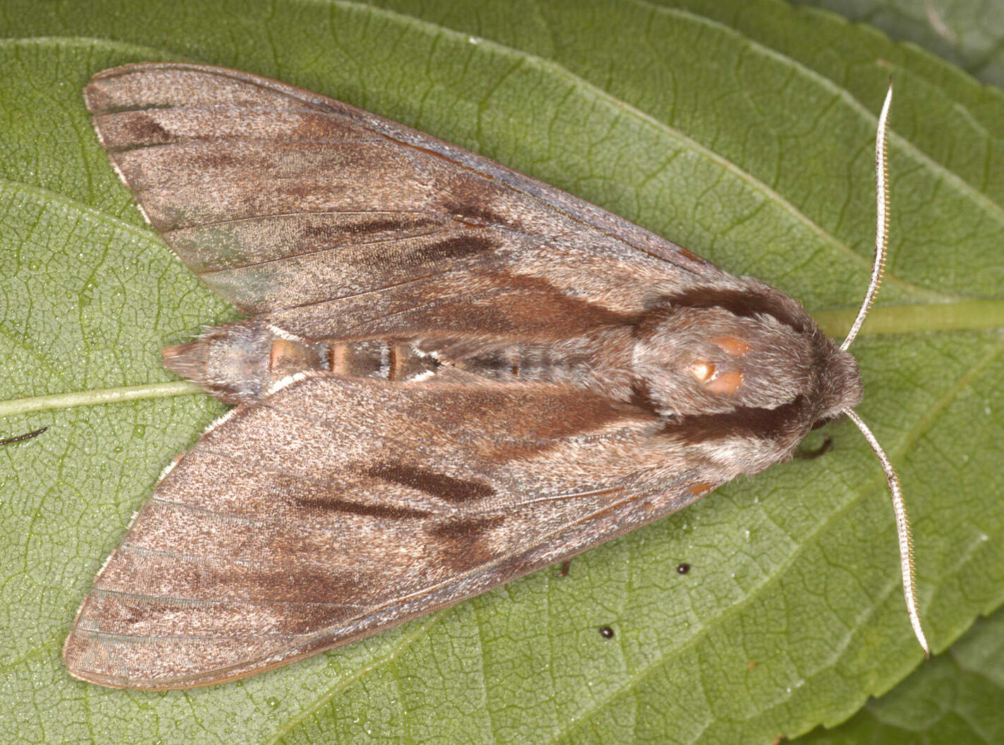 Image of Pine hawkmoth