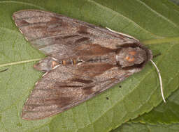 Image of Pine hawkmoth