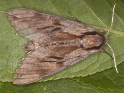 Image of Pine hawkmoth