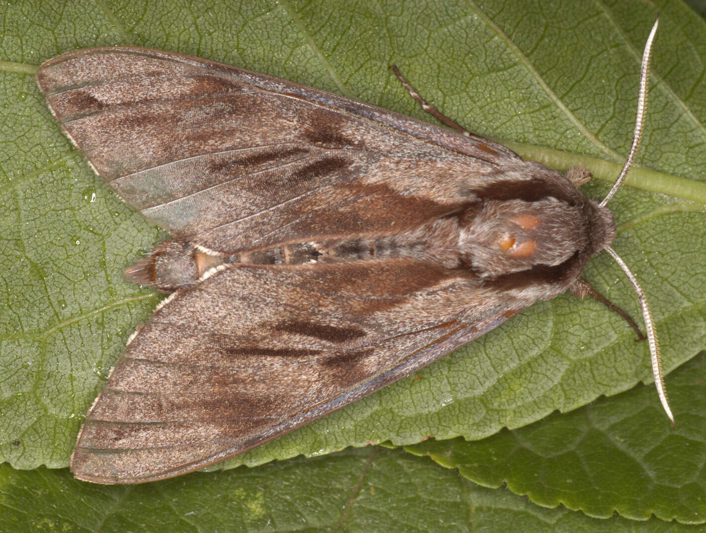 Image of Pine hawkmoth