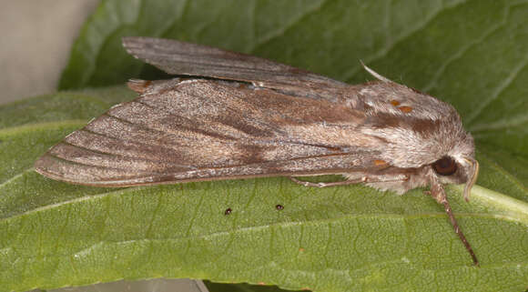 Image of Pine hawkmoth