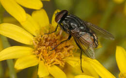 Image of Face Fly