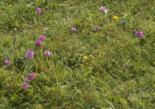 Image of Pyramidal orchid