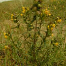 Image of Rhinanthus minor subsp. minor