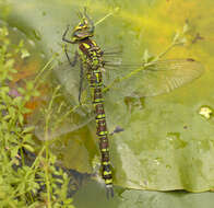 Image of Blue Hawker