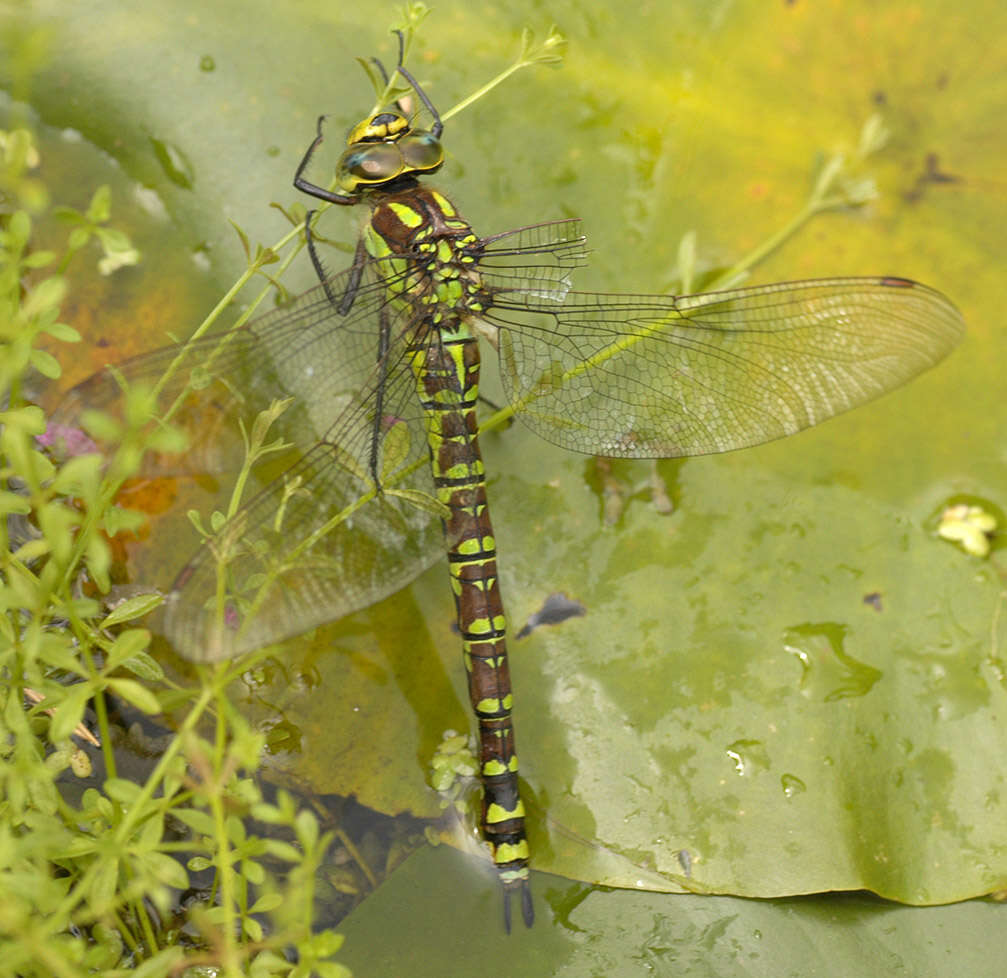 Image of Blue Hawker