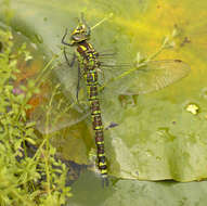 Image of Blue Hawker