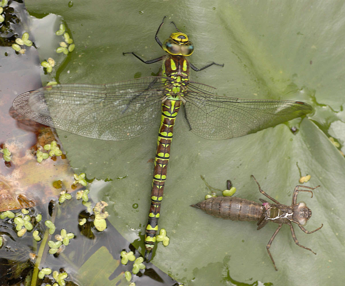 Image of Blue Hawker