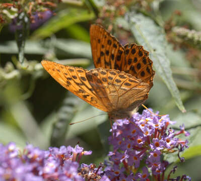 Image of silver-washed fritillary