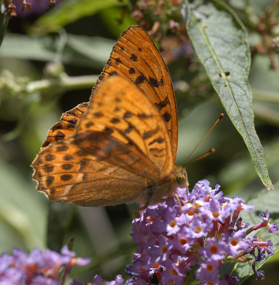 Image of silver-washed fritillary