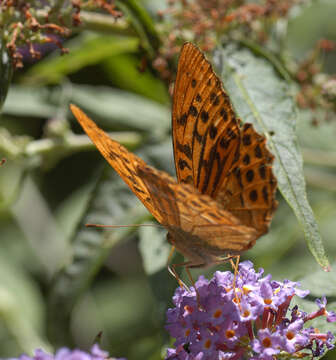 Imagem de Argynnis paphia Linnaeus 1758