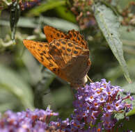 Imagem de Argynnis paphia Linnaeus 1758