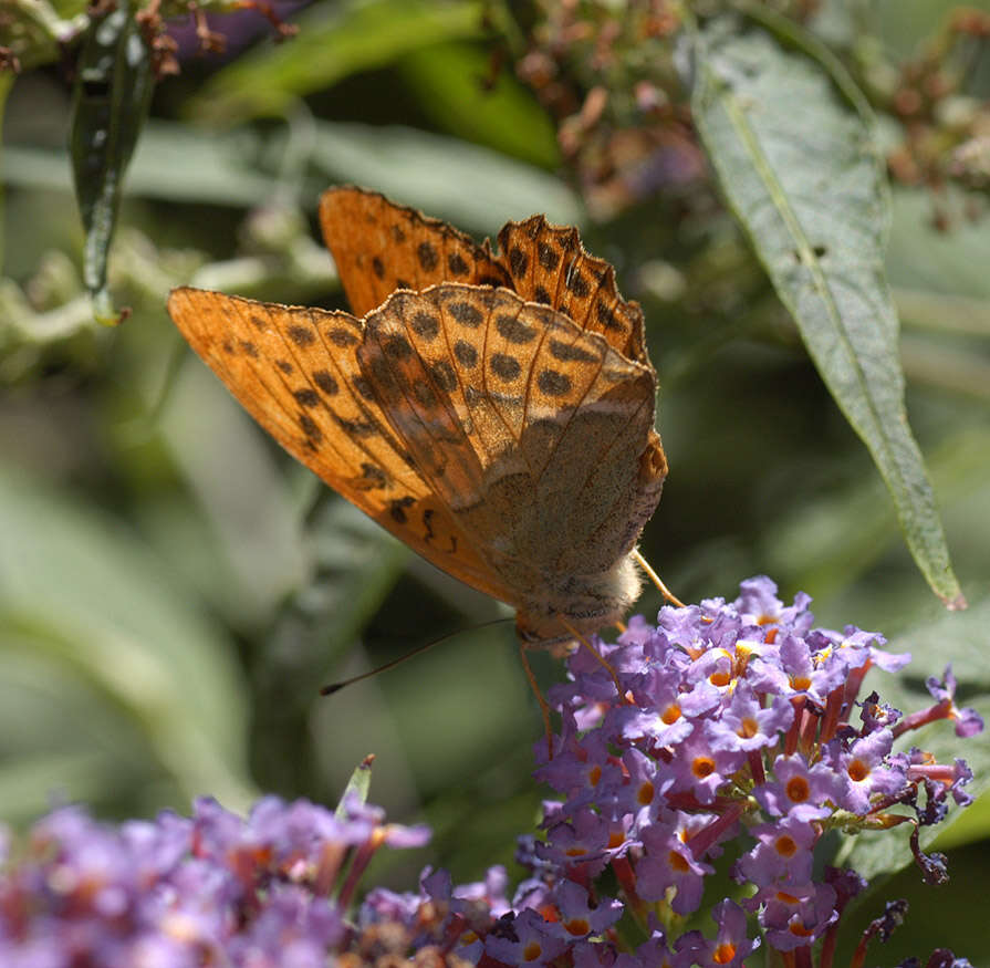 Image of silver-washed fritillary