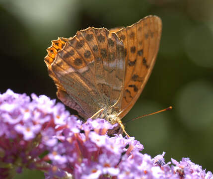 Imagem de Argynnis paphia Linnaeus 1758