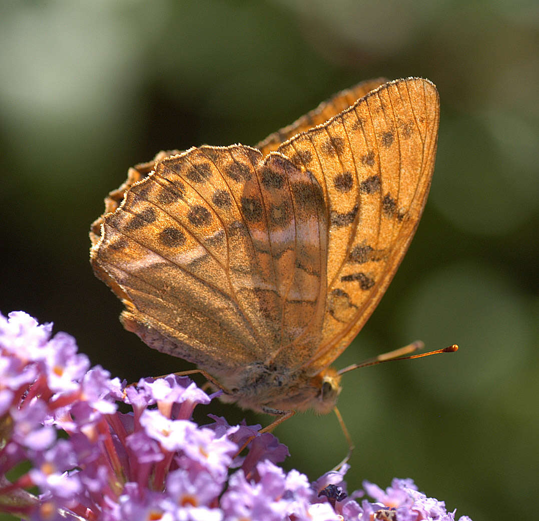 Imagem de Argynnis paphia Linnaeus 1758